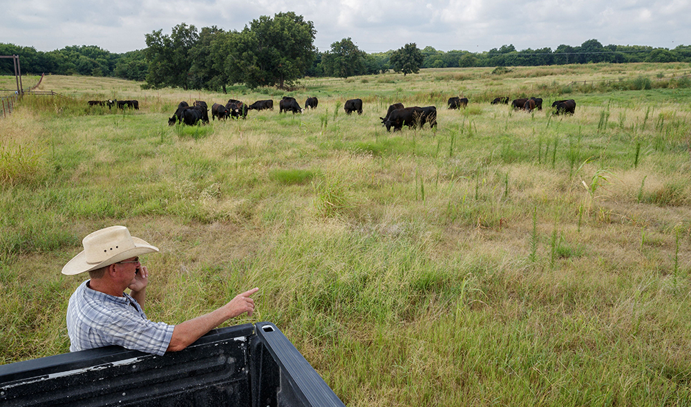 rancher standing next to truck in field looking over cows in pasture