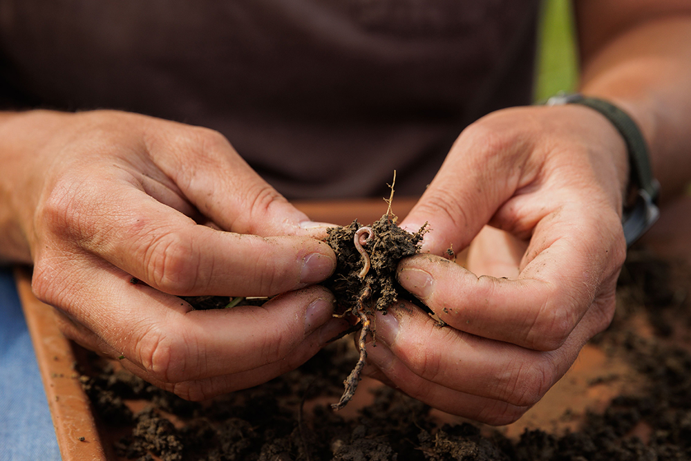 soil with roots and earthworm